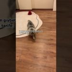 #youtube #cat #youtubeshorts #viralvideo #trending #viral #kitten #cute #cutecat #pets #animals #pet