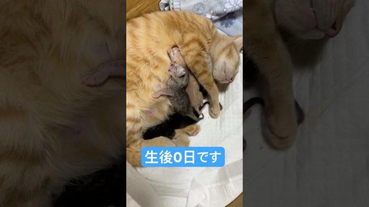 生後0日ねこ🐱 #ペット #cat #いやし #子ネコ #かしわねこ #好きな子猫 #可愛い #猫のいる暮らし
