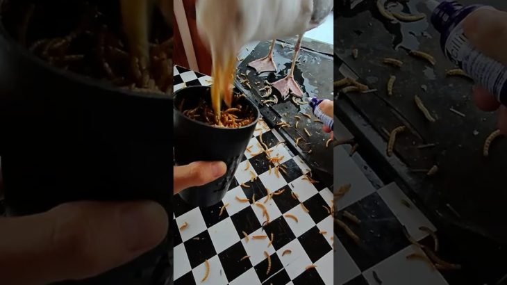 1 Year Update On My Pet Seagulls Torn Foot!