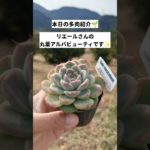 【多肉植物】本日の多肉紹介！⁡第2弾は丸葉アルバビューティ✨⁡⁡#多肉 #リエール苗 #愛媛