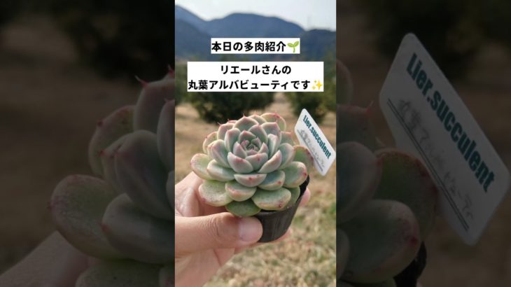 【多肉植物】本日の多肉紹介！⁡第2弾は丸葉アルバビューティ✨⁡⁡#多肉 #リエール苗 #愛媛