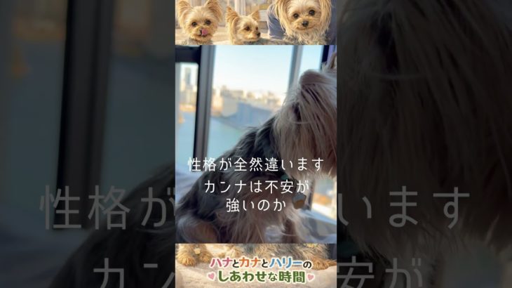 小型犬2匹の何気ない時間が好き #犬 #ペット #ほっこりする話