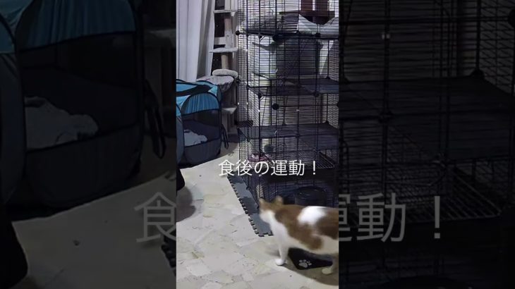 本気を出した2秒間,#猫,#がんばれ,#ダイエット