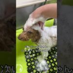 甲府市 トリミングサロン 犬 ペットホテル 山梨県 2頭飼いのお家に密着！おパンツカットおしゃれですよね！リアンちゃんもシェリちゃんも可愛い！ #shorts