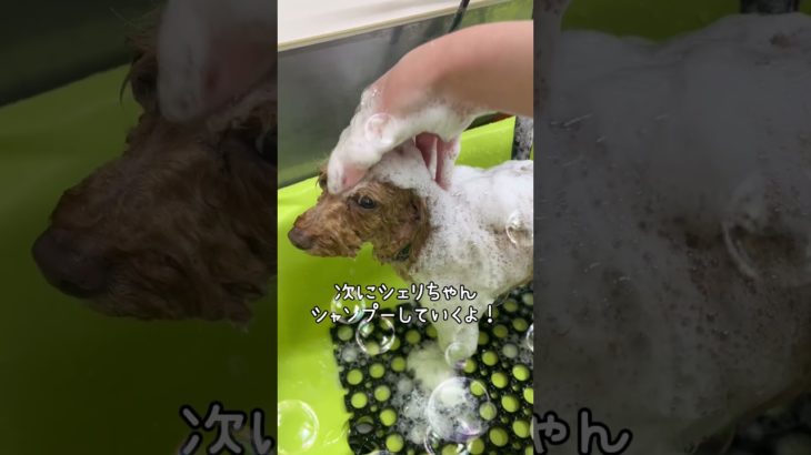 甲府市 トリミングサロン 犬 ペットホテル 山梨県 2頭飼いのお家に密着！おパンツカットおしゃれですよね！リアンちゃんもシェリちゃんも可愛い！ #shorts