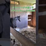 ナランフレグの姪っ子 プラチナビューティの2025 生後約半年 大分慣れてきました #horse #動物 #競走馬 #競馬