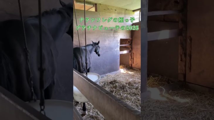 ナランフレグの姪っ子 プラチナビューティの2025 生後約半年 大分慣れてきました #horse #動物 #競走馬 #競馬