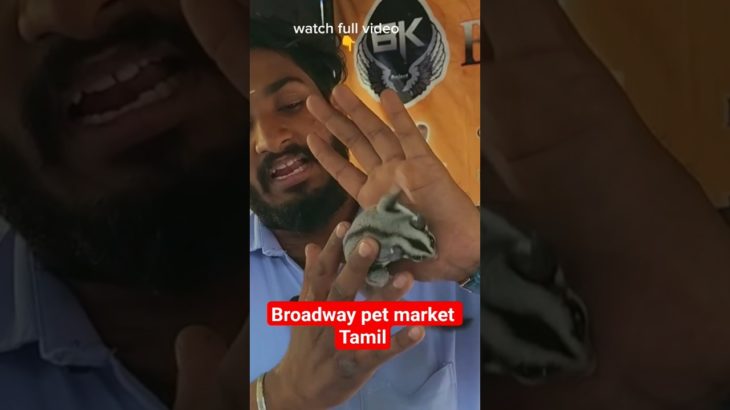 பிராட்வே பெட் மார்க்கெட் 2026 Feb | சண்டே பெட் மார்க்கெட் part 3