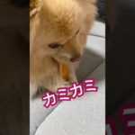 カミカミ20260202 #なずな #ポメラニアン #犬 #犬のいる生活 #犬動画 #ペット #shorts #youtubeshorts