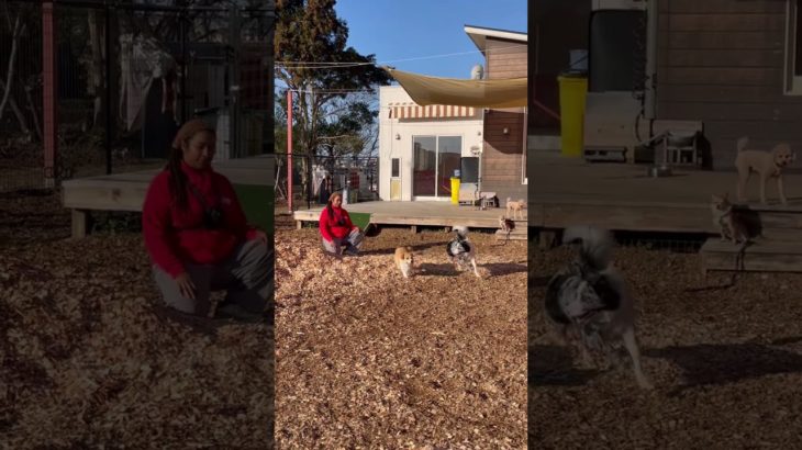 追いかけっこ➰🐶🐾 #20260218おうちホテル#ペットホテル#ケージフリー#静岡県袋井市 #ワンコワークス#大型犬#小型犬#中型犬#犬のいる暮らし#イヌバーシティ