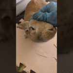 飼い主帰宅2026/02/20#うさぎ#うさぎのいる暮らし #ペットのいる暮らし#bunny#rabbit