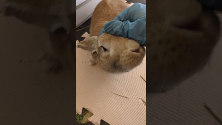 飼い主帰宅2026/02/20#うさぎ#うさぎのいる暮らし #ペットのいる暮らし#bunny#rabbit