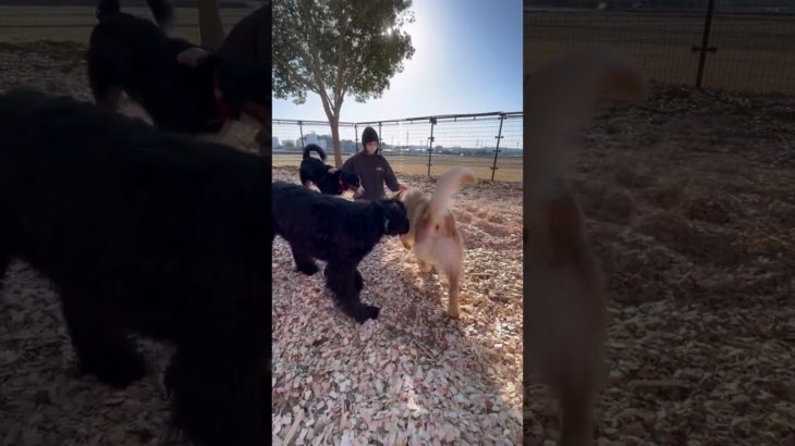 尻尾ぶんぶん！！ #20260221おうちホテル#ペットホテル#ケージフリー#静岡県袋井市 #ワンコワークス#大型犬#小型犬#中型犬#犬のいる暮らし#イヌバーシティ