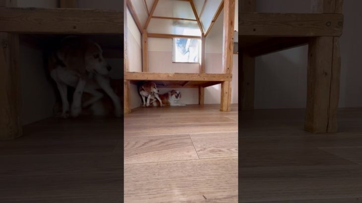 ワンっプロ✨ #20260221おうちホテル#ペットホテル#ケージフリー#静岡県袋井市 #ワンコワークス#大型犬#小型犬#中型犬#犬のいる暮らし#イヌバーシティ