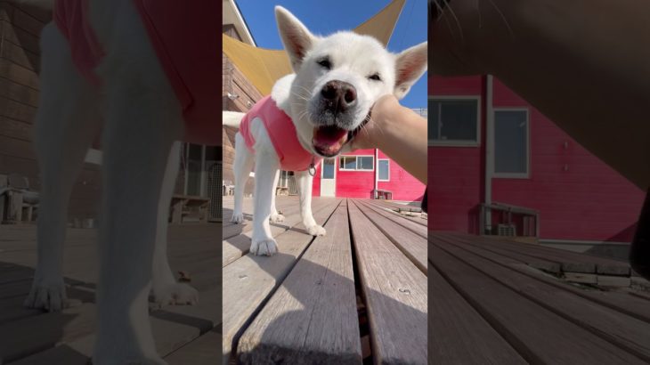 もっと〜🐕💞💞 ☀️🐕🐩🐾 #20260228おうちホテル#ペットホテル#ケージフリー#静岡県袋井市 #ワンコワークス#大型犬#小型犬#中型犬#犬のいる暮らし#イヌバーシティ