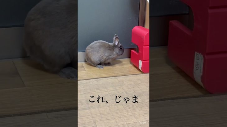 2026年2月21日 #うさぎ #rabbit #ペット  #脱走計画 #たろうの挑戦 #挑戦#挑戦者