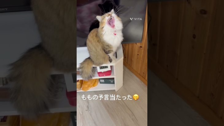 ももちゃんの予言当たった😲(2026年2月25日) #猫 #ねこ #ネコ #ペット #サイベリアン #かわいい猫 #ねこのいる生活 #ねこのいる暮らし