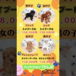 2026年2月27日 ペットショップだんぼ  #ペットショップ #ブリーダー #子犬 #プードル #ポメラニアン ビション チワワ 北海道 札幌 北区 価格 音読さん