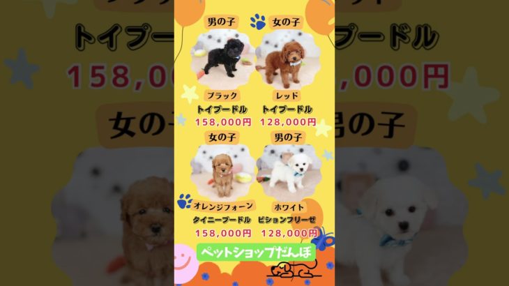 2026年2月27日 ペットショップだんぼ  #ペットショップ #ブリーダー #子犬 #プードル #ポメラニアン ビション チワワ 北海道 札幌 北区 価格 音読さん