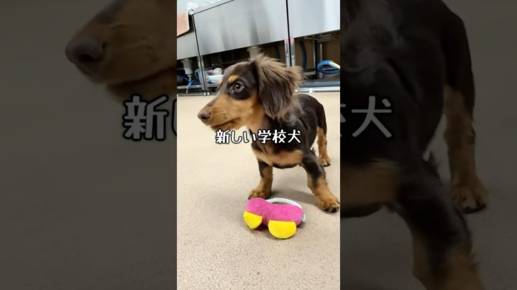 【河原アイペットワールド専門学校】ミニチュアダックスフンドの女の子「ショコラ」がやって来た！2/14オープンキャンパスでデビュー予定！ #専門学校 #河原アイペット #ミニチュアダックスフンド