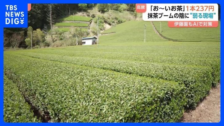 “ペットボトルのお茶” 来月値上げ 「お～いお茶」237円に　主な要因は容器代や燃料費の高騰も…世界的な抹茶ブームの陰に弱る現場｜TBS NEWS DIG