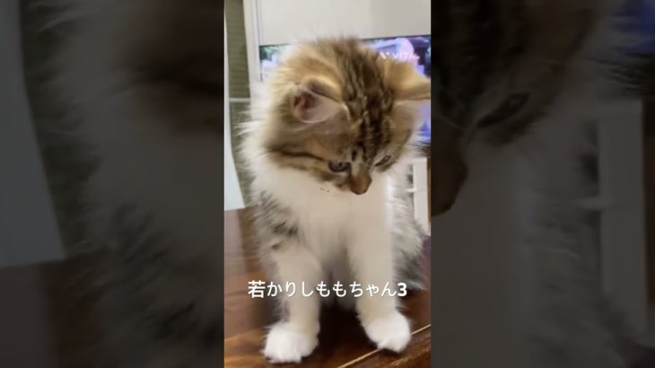 若かりしももちゃん3 #猫 #こねこ #子猫 #ペット #サイベリアン #かわいい猫 #子ネコ #ねこのいる生活 #ねこのいる暮らし