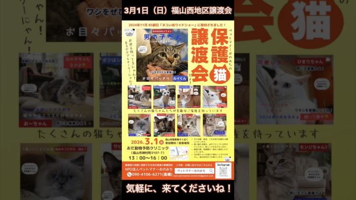 ペットマナーおのみち カワイイ保護猫紹介＆3月譲渡会案内動画 #shorts  #cat #猫のいる暮らし #里親募集 #猫のいる生活  #ネコいぬワイドショー #保護猫 #猫好きさんと繋がりたい