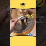 406 || Fish😂 #shortsfeed #animalvoiceover #animallovr #cat #pet #@MasterofHumorMH