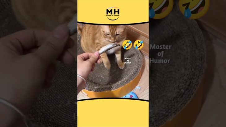406 || Fish😂 #shortsfeed #animalvoiceover #animallovr #cat #pet #@MasterofHumorMH