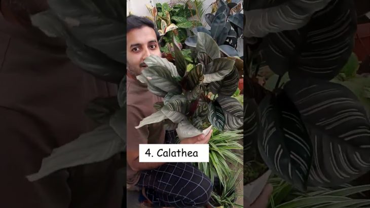 🐶5 BEST Pet Friendly Indoor Plants