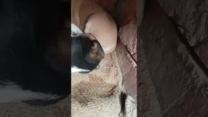 50 millions views ka Sapna 🤣🤣 #shorts​#pet​ #youtubeshorts​ #trending​ #dog #cutedog