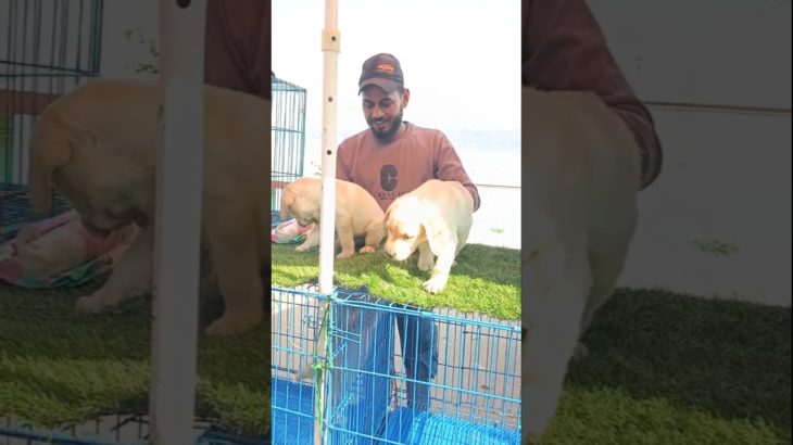 8481012479☎️ | Labrador Puppies💖🔥Available In Serampore Pet Market