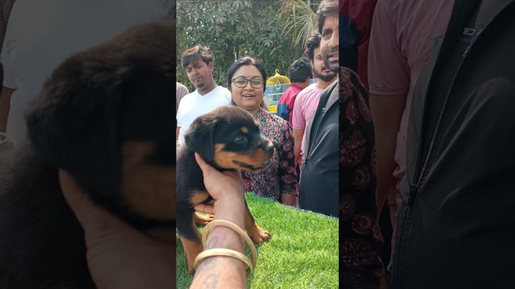 8481012479☎️ | Rottweiler Puppy For Sale❤️🔥Serampore Pet Market