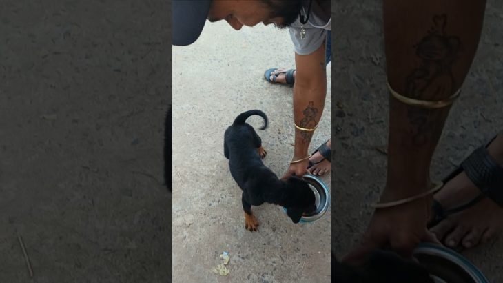 8481012479☎️ | Rottweiler🖤🔥Puppy Playing | Serampore Pet Market
