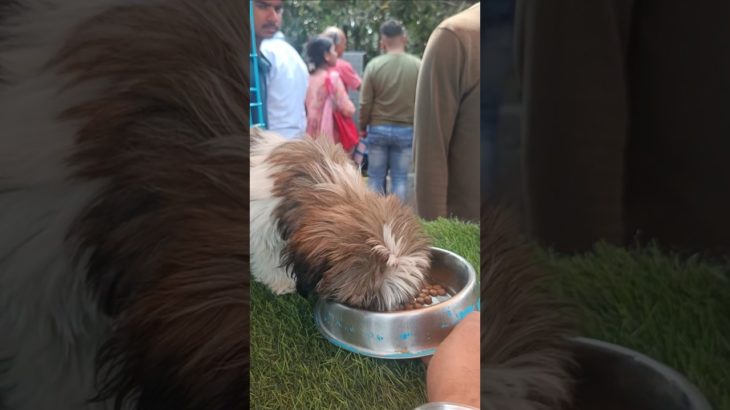 8481012479☎️ | Shitzu Puppy😍 Available In Kolkata Pet Market ❤️🔥