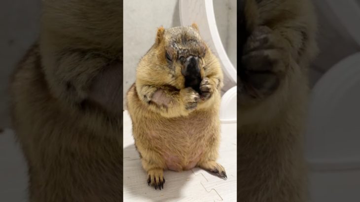 A Marmot Side-Stepping for Cookies #mamochi