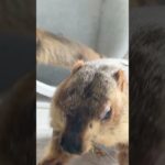 A marmot covered in carrot juice #marmot #mamochi #shorts