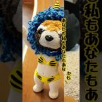 うちのペットをAIで加工してみた！③ #AI加工　#ペット　#ぬいぐるみ　#レッサーパンダ