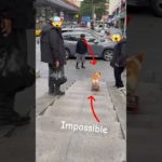 Amazing Pet Talents You Won’t Believe 😱