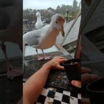 Arm Training My Pet Seagull With Crispy Wormies!