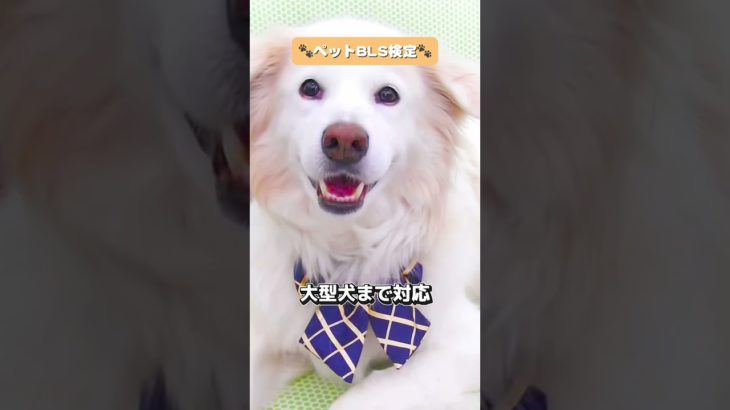 ペットBLS検定の紹介