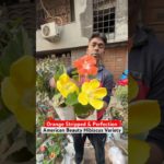 BUDGET EXOTIC! 🤑🌺 American Beauty Hibiscus at Biswajit Dar Nursery #shorts