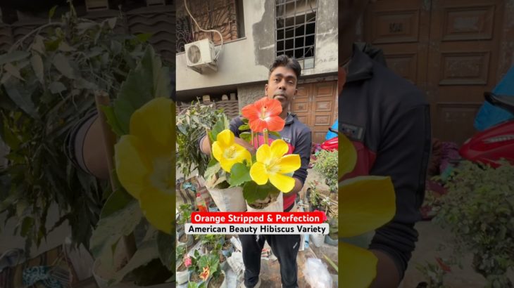 BUDGET EXOTIC! 🤑🌺 American Beauty Hibiscus at Biswajit Dar Nursery #shorts