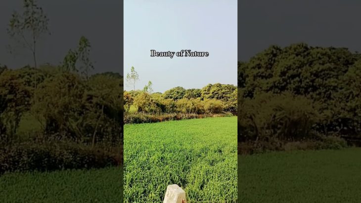 Beauty of Nature #village #villagevlog #villagelife