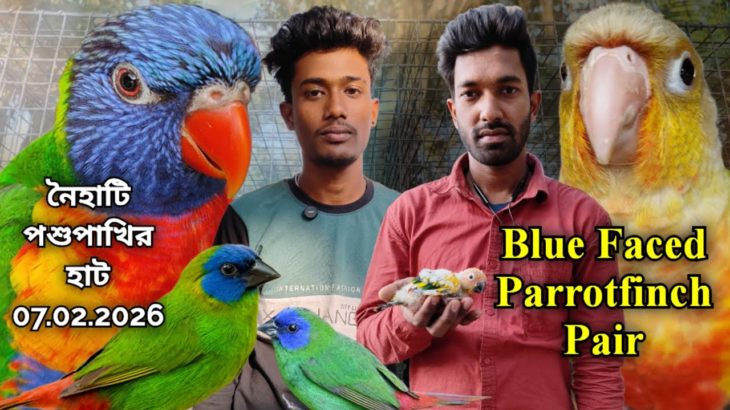 ।।Blue Faced Parrotfinch Pair।।Part -1।।Naihati Pet Market✨।।Recent Price Update of Exotic Birds।।