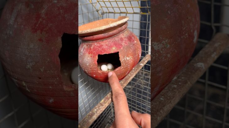 Budgies ne ande🥚 de diye😍#pet #petsmoon #petcare #budgies #budgie #egg #eggs #breeding #parrot