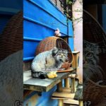 Can you pet this cat? #cats #shorts