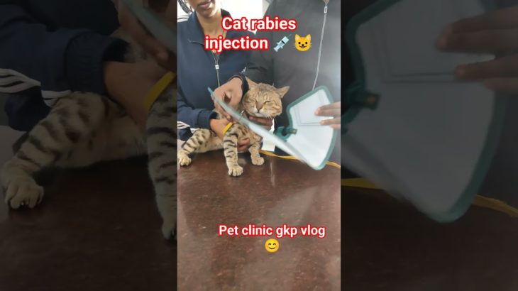 Cat Rabies Injection 💉😺 | Cat Ko Injection 🤒 | Pet Clinic GKP Vlog 😊 #viral