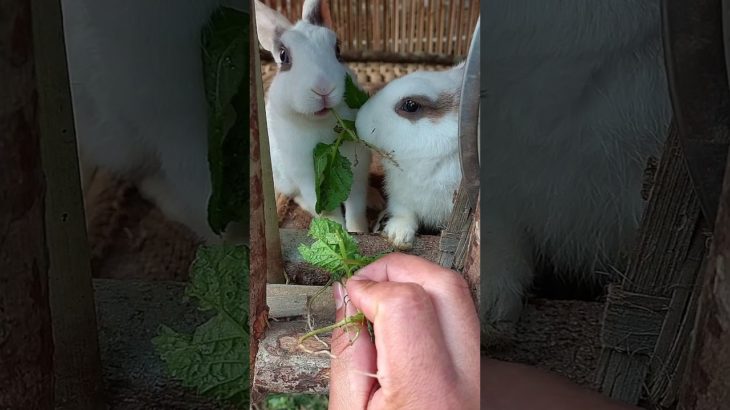 Catching a Cute Rabbit 🐇 | Our Original Pet Rabbit First Debut 💖 #rabbit #shorts