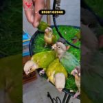 Conure birds all Mutations wajid pet #birdlovers